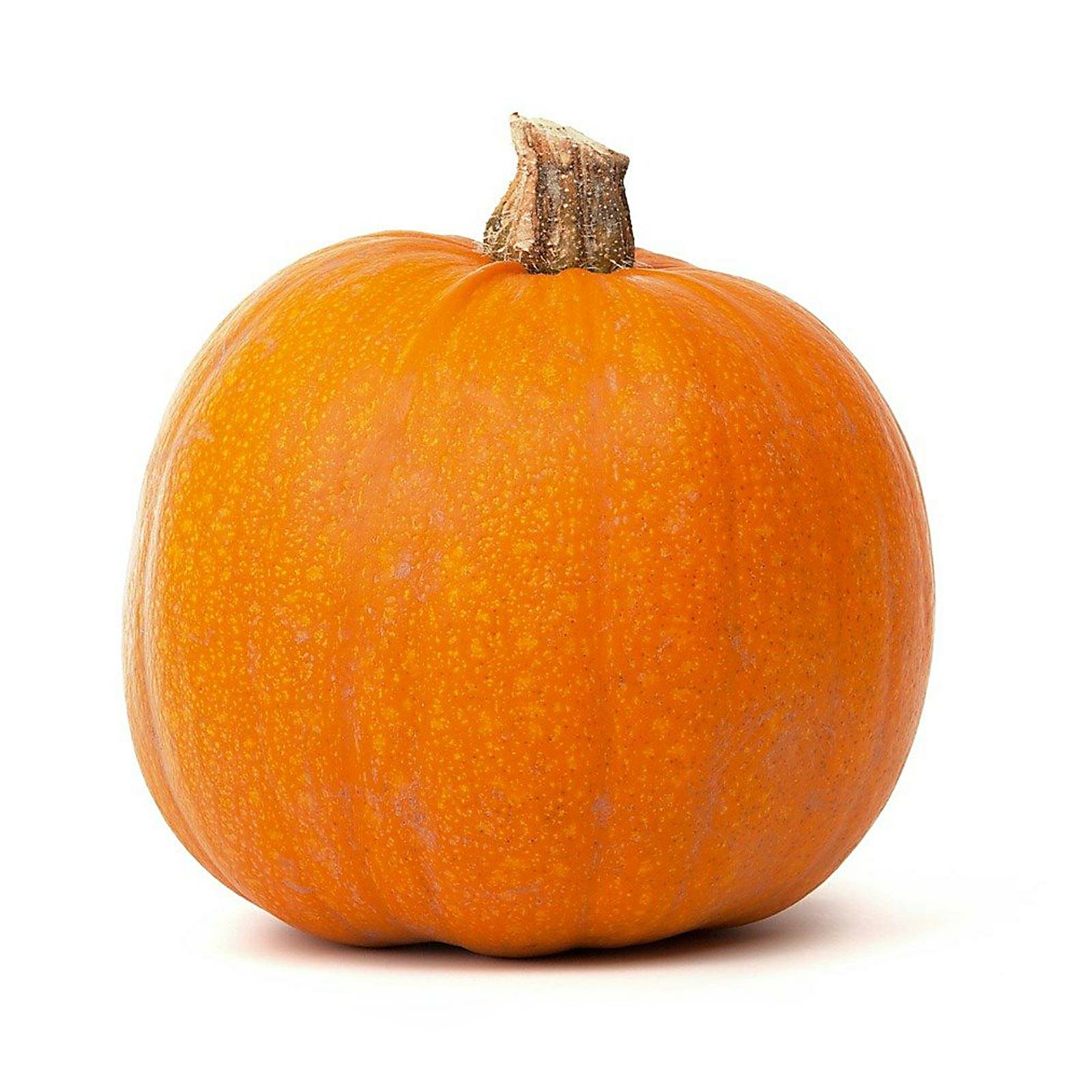 l_atlantic_giant_pixabay_1600 Kürbisse - Halloween-Kürbis - Hofladen Altkö