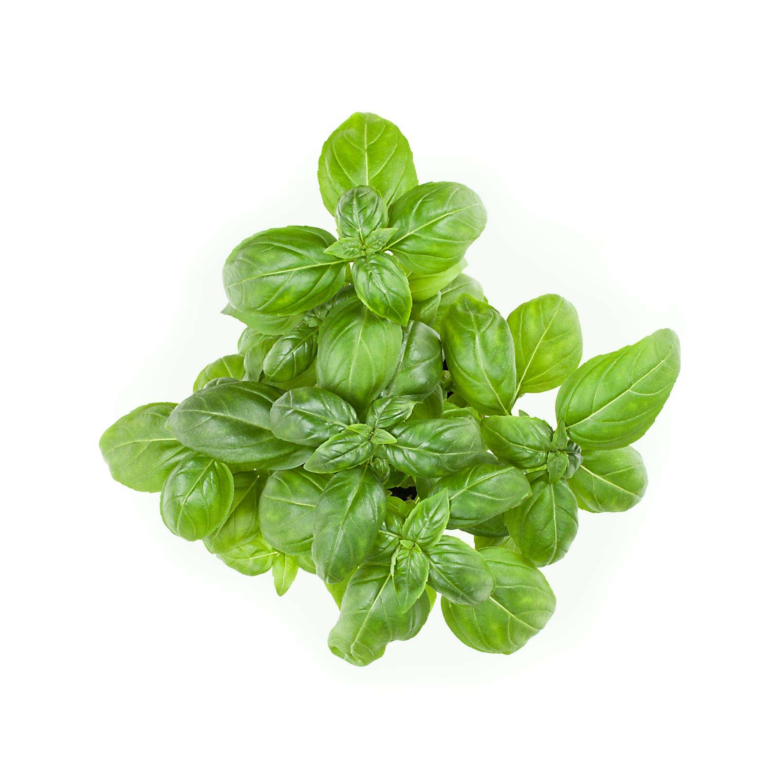 l_basilikum_depositphotos_1600x1600 Frischkräuter - Basilikum - Hofladen Altkö