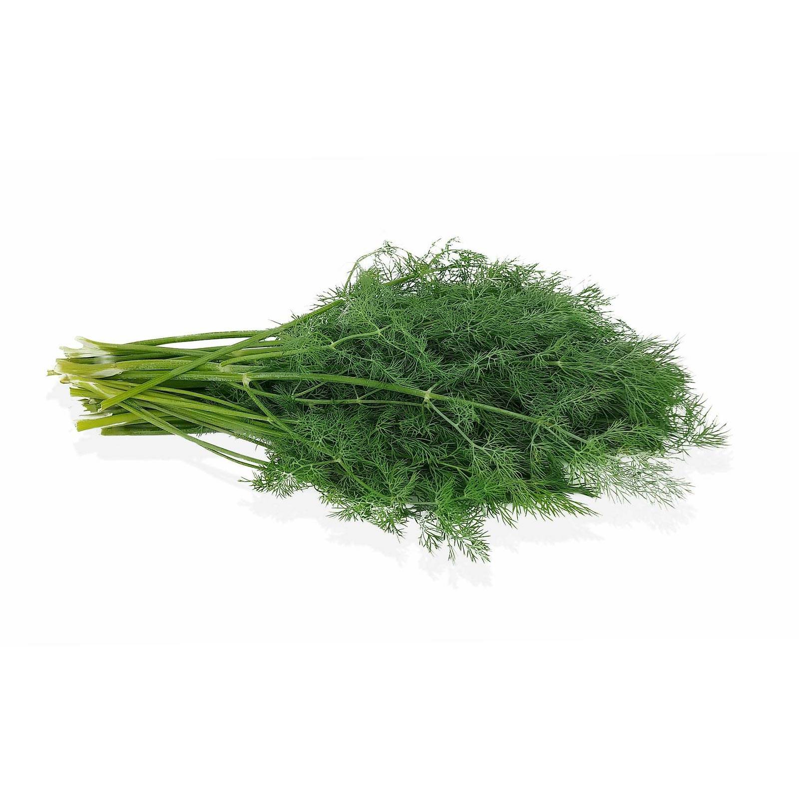 l_dill_pixabay_1600x1600 Frischkräuter - Dill - Hofladen Altkö