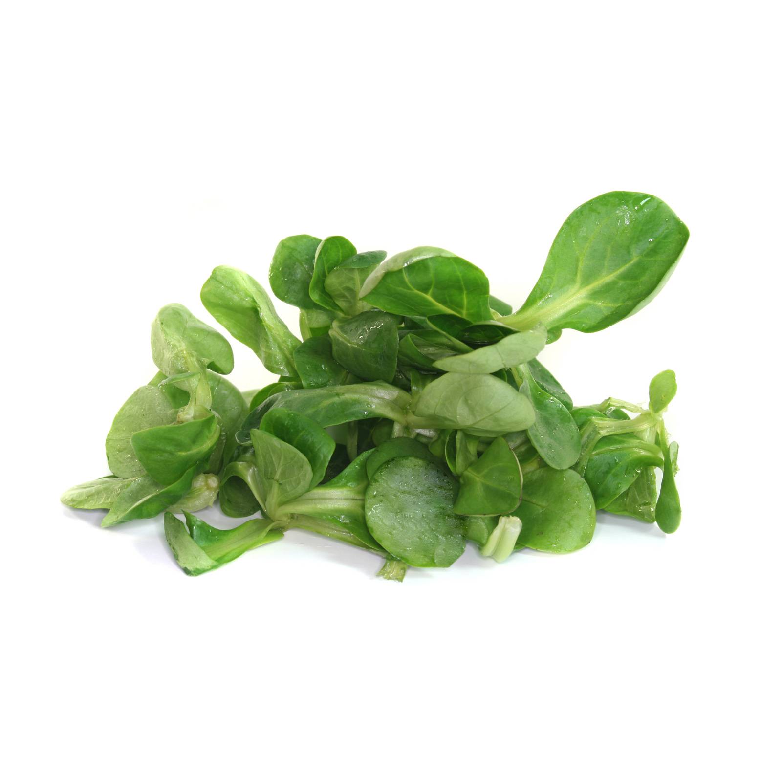 l_feldsalat_depositphotos_1600 Salate & Blattgemüse - Feldsalat - Hofladen Altkö