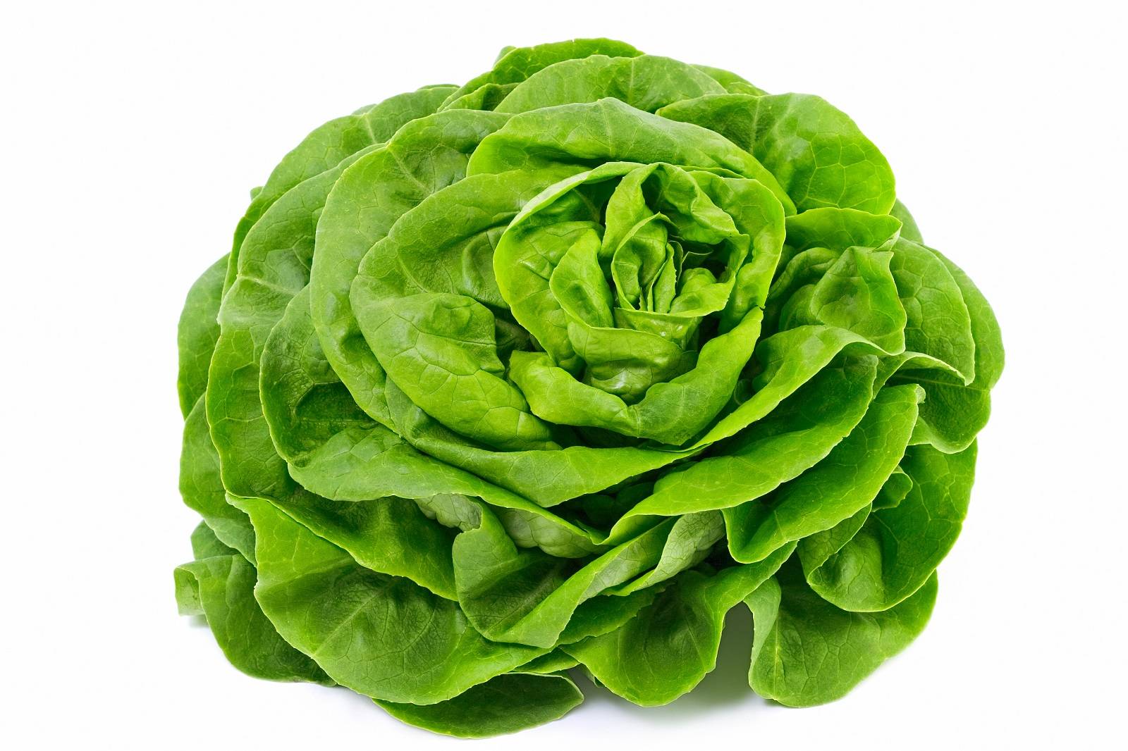 l_kopfsalat Salate & Blattgemüse - Kopfsalat - Hofladen Altkö