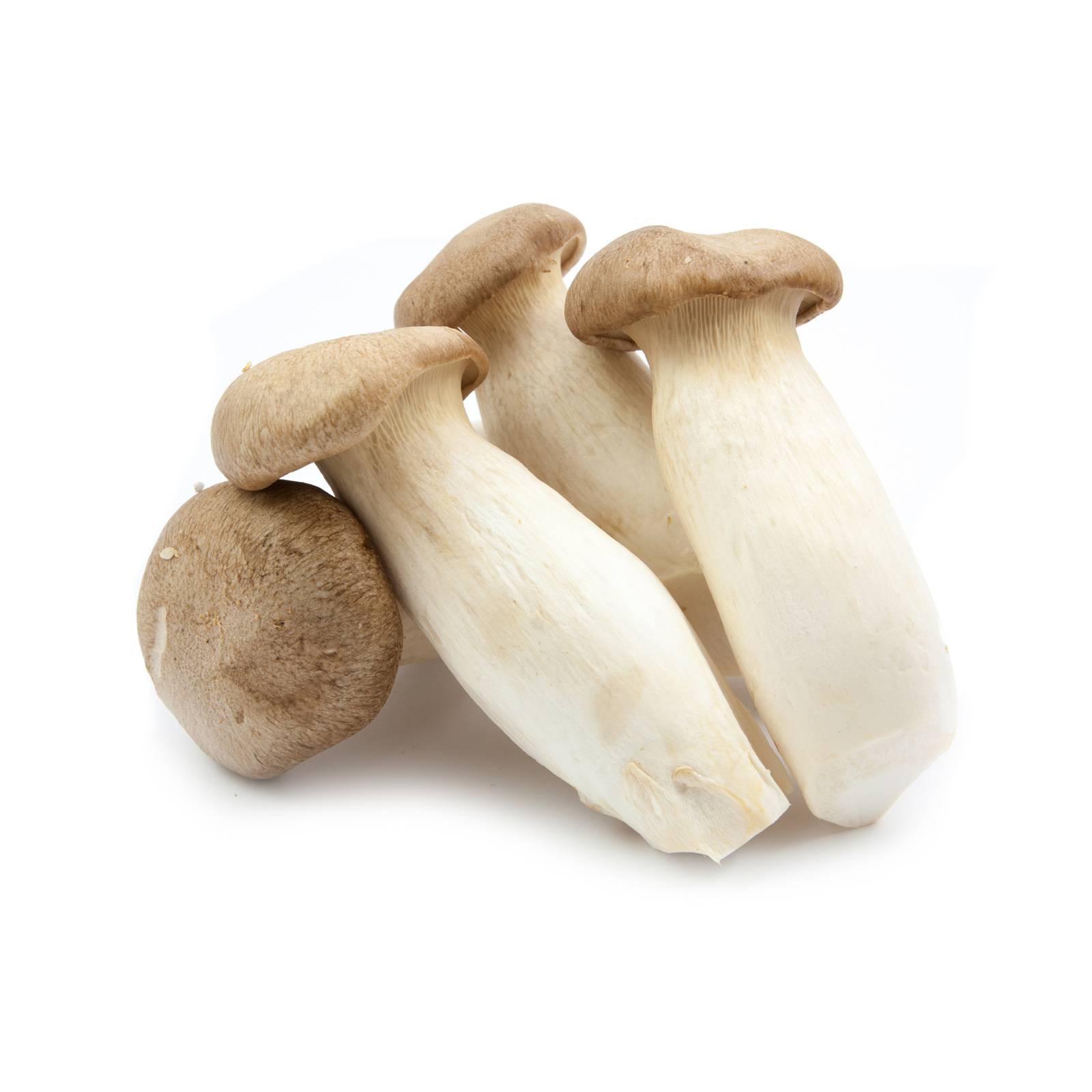 l_kraeuterseitling_depositphotos_1600 Pilze - Kräuter­seitlinge - Hofladen Altkö