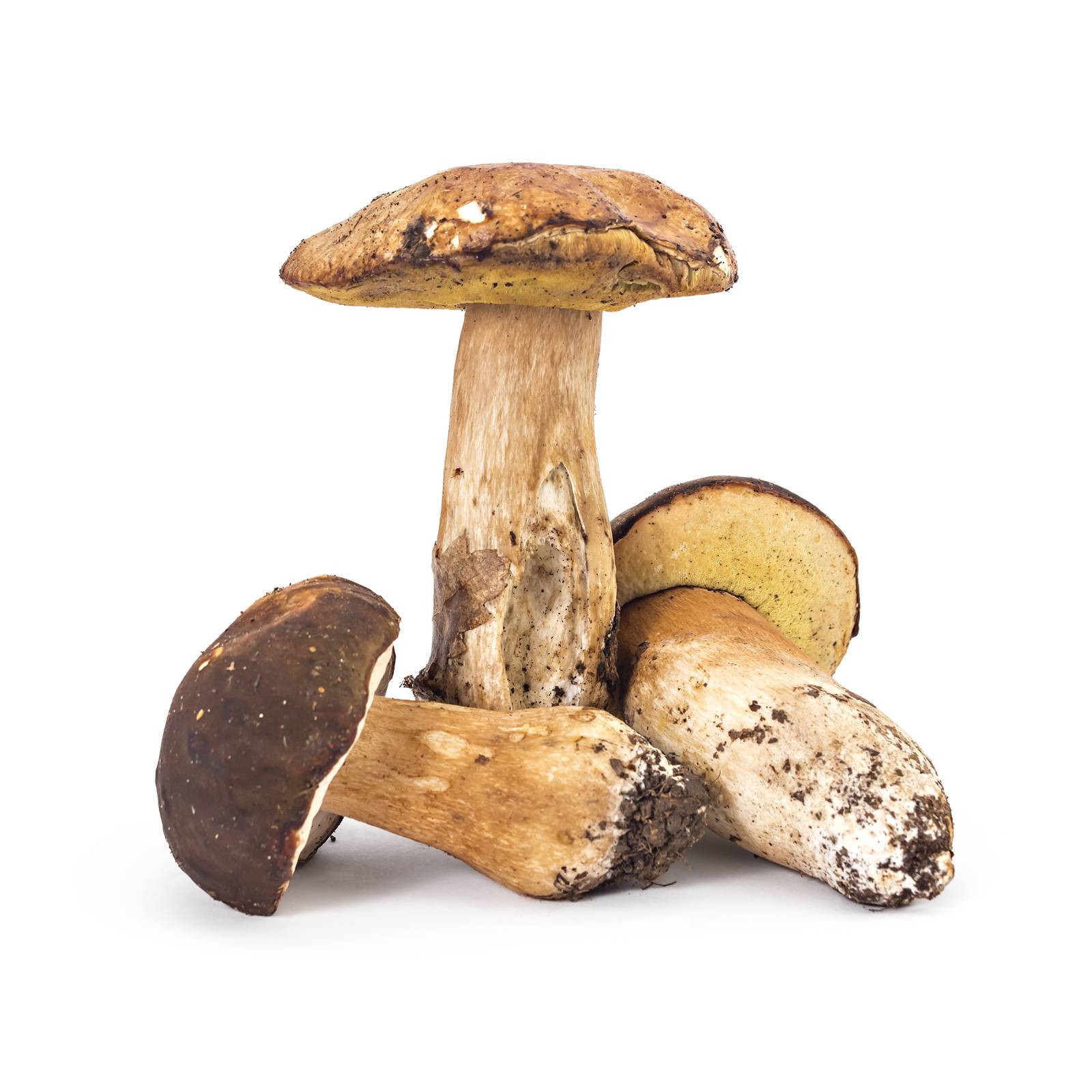 l_maronenpilze_depositphotos_1600 Pilze - Maronen­pilze - Hofladen Altkö