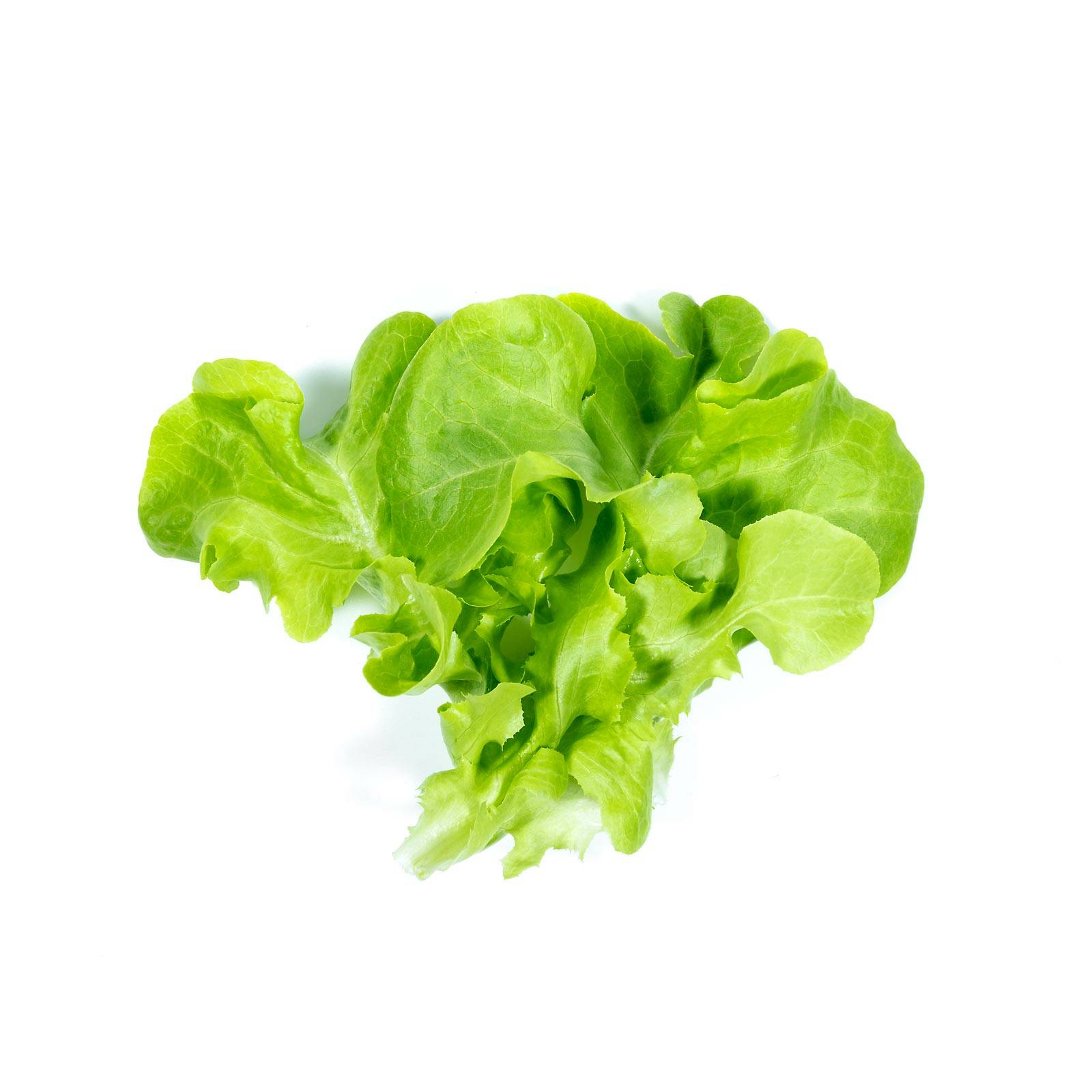 l_pfluechtsalat_pixabay_1600 Salate & Blattgemüse - Pflück­salat - Hofladen Altkö