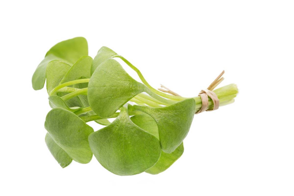 l_portulak2 Frischkräuter - Portulak - Hofladen Altkö