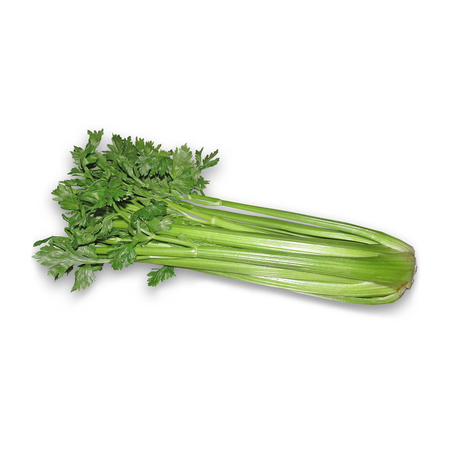 l_sellerie_pixabay_1600-2 Wurzel- & Knollengemüse - Stangen­sellerie XX - Hofladen Altkö