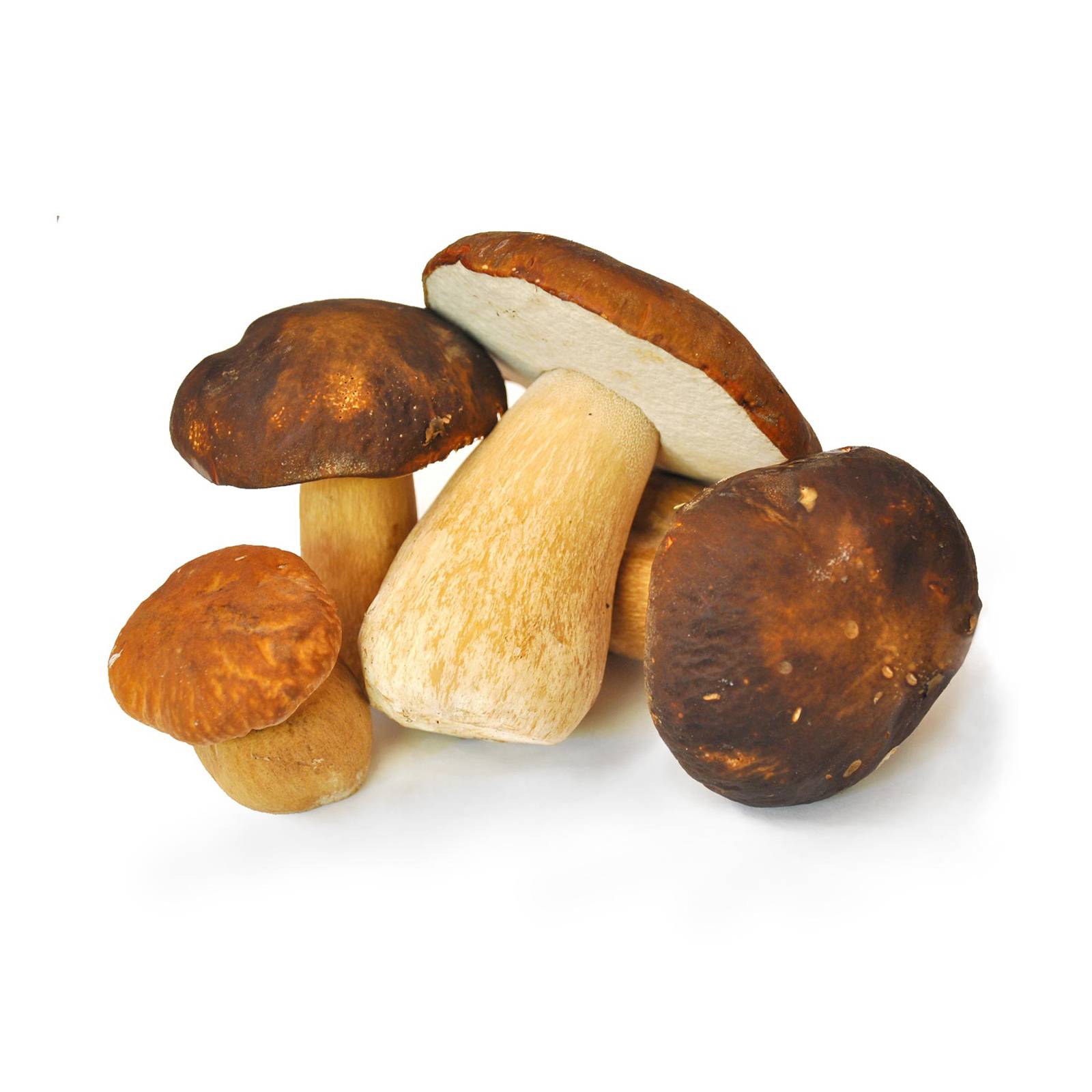 l_steinpilze_pixabay-1 Pilze - Stein­pilze - Hofladen Altkö