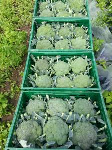 s_20140527_113212 Kohlgemüse - Brokkoli - Hofladen Altkö