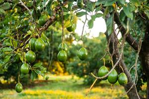 s_avocadobaum Südfrüchte - Avocado - Hofladen Altkö