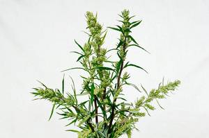 s_beifuss Gewürze - Beifuß geschnitten - Hofladen Altkö