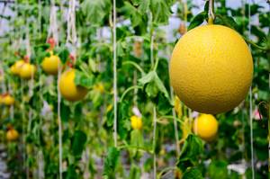 s_honigmelone2 Südfrüchte - Honig­melone - Hofladen Altkö