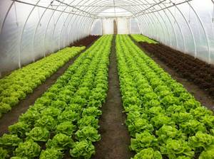 s_img_0333-1 Frischkräuter - Kopfsalat - Hofladen Altkö