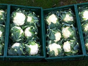 s_img_0928k Kohlgemüse - Blumenkohl - Hofladen Altkö