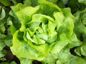 s_img_1016 Frischkräuter - Kopfsalat - Hofladen Altkö