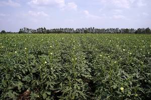 s_okra2 Fruchtgemüse - Okra - Hofladen Altkö