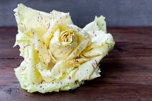 s_radiccio2 Salate & Blattgemüse - Radicchio - Hofladen Altkö