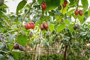 s_tamarillo2 Südfrüchte - Tamarillo - Hofladen Altkö